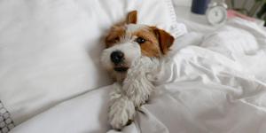 Lo bueno y lo malo de dejar dormir al perro en tu cama: expertos revelan inesperados detalles