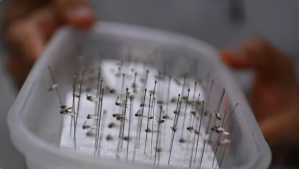 Cómo es el método que usa a los mosquitos como “caballos de Troya” para combatir el dengue