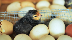 Fin de la polémica sobre el huevo y la gallina: la ciencia aclaró qué fue primero