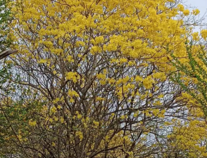La primavera dorada, un fenómeno natural que llenó de alegría al Jardín Botánico de Maracaibo
