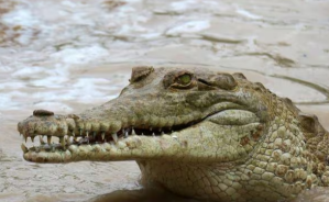 Devuelven a 11 cocodrilos del Orinoco a su hábitat natural en el este de Colombia