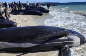 Decenas de ballenas piloto se quedan varadas en una playa del suroeste de Australia