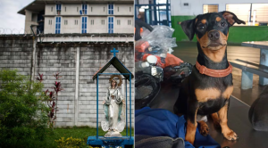 Decomisan perrito pincher a un peligroso criminal en Colombia: vivía con él en la cárcel