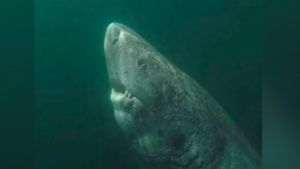 Fotos: reaparece el animal más viejo del mundo, así luce el tiburón de más de 500 años
