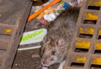 Anticonceptivos para ratas: así es el nuevo plan de Nueva York para combatirlas
