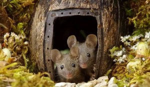 La extraña historia del hombre que adoptó a una familia de ratones y construyó una mansión para los roedores en el jardín de su casa