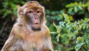 El primer caso humano de virus B en Hong Kong, en estado crítico tras el ataque de un mono