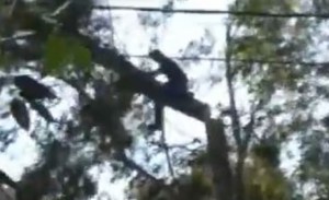 Vivo de milagro: Podaba un árbol y cayó de más de 10 metros de altura (VIDEO)