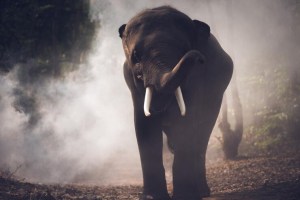 Safari mortal: El impactante ataque de un elefante que acabó con la vida de una turista (VIDEO)