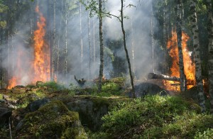 Venezuela presenta fallas estructurales en la gestión de incendios forestales, advirtió experto