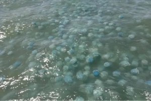 ¿Qué está causando el aumento de medusas en las playas venezolanas?