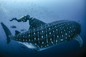 Impactante VIDEO: Un tiburón ballena, el pez más grande del mundo, sorprendió a una nadadora