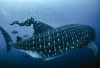 Impactante VIDEO: Un tiburón ballena, el pez más grande del mundo, sorprendió a una nadadora