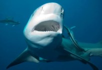 El salvaje ataque de un tiburón toro a un turista británico cerca de las costas venezolanas