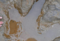 Hallan en China las mayores huellas de deinonicosaurio descubiertas hasta la fecha