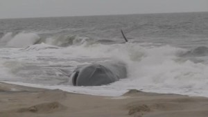 Enorme ballena fue hallada varada cerca de un puente en playa de Delaware (VIDEO)