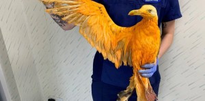 Pensaron que habían hallado a un ave exótica del Caribe… la verdad fue desopilante