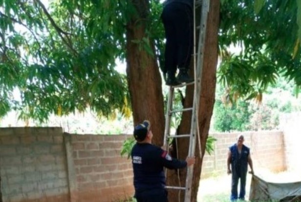 Línea de 14 mil voltios causó la muerte de dos hombres mientras cortaban una mata de mango en Zulia