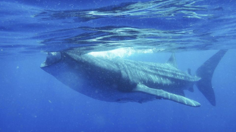 La polémica razón por la que Japón permitirá la caza de ballenas