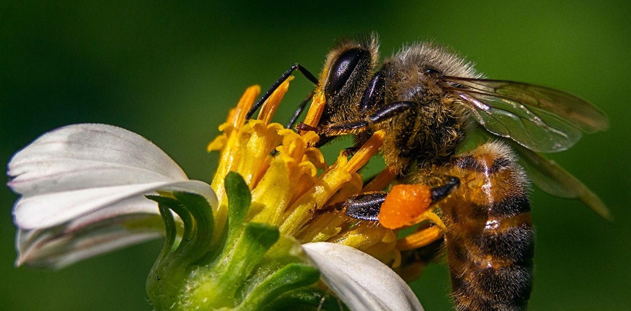 Por qué las abejas tienen un rol clave e inesperado en la alimentación de las persona