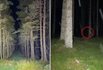Caminaba por un bosque, descubrió algo aterrador entre los árboles y todo quedó filmado (VIDEO)