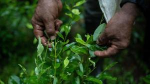 Por qué hay sobreoferta de coca en América Latina y sus repercusiones en la región y el mundo