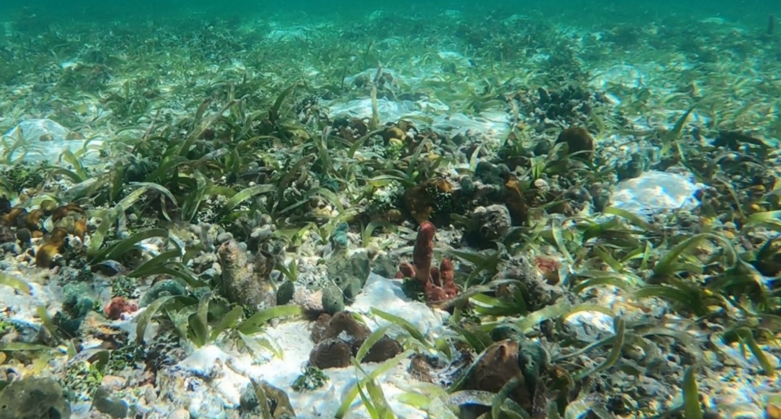 Panamá da pasos para medir el carbono azul de sus manglares, clave contra crisis climática