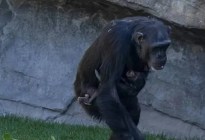 Murió un bebé chimpancé en un zoológico y su mamá se niega a dejar de cargar su cuerpo (VIDEO)