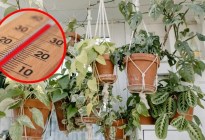 Cuáles son las plantas colgantes que debes poner en casa para absorber el calor que arropa a toda Venezuela