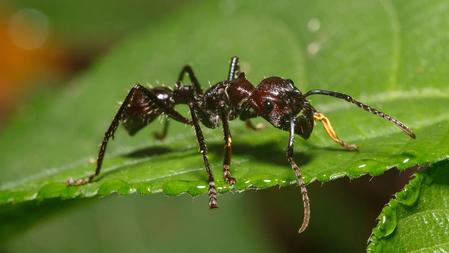 El animal con la picadura más dolorosa del mundo vive en Venezuela: así es la “hormiga bala”