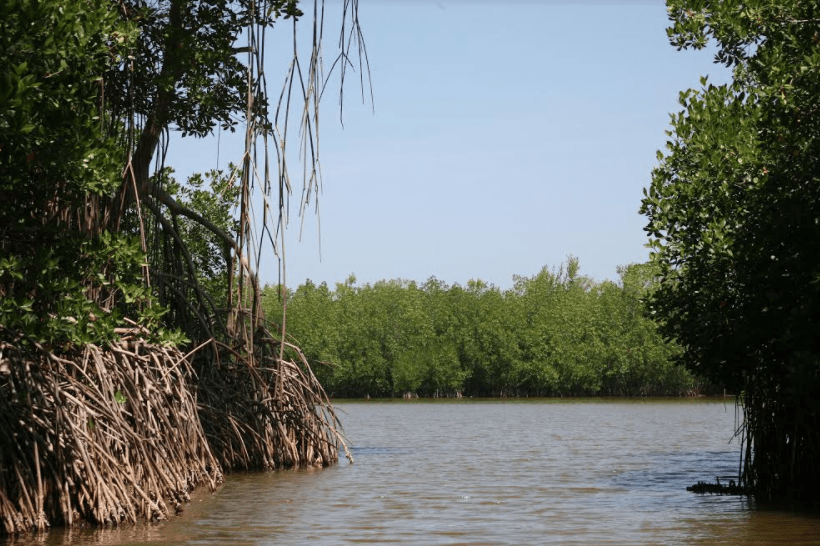 Experto sobre riesgo de manglares en Venezuela: Se necesita empresas turísticas responsables