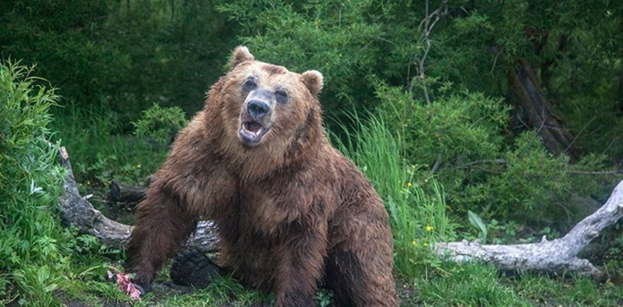He was hunted by a bear and survived a month trapped in the den