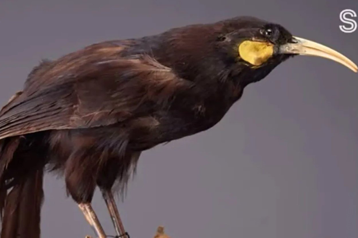 Pagan un dineral por la pluma de un ave extinta, la más cara del mundo