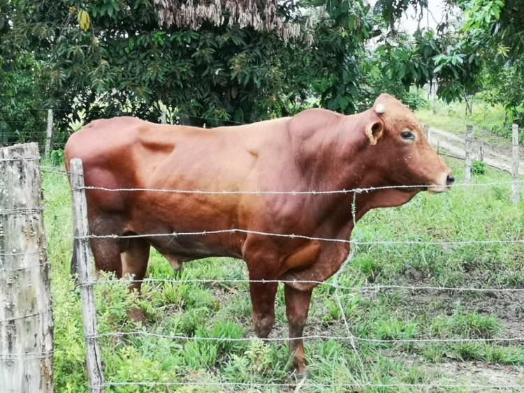 Lo arrastró más de 50 metros: Toro embistió hasta la muerte a un productor en Mérida